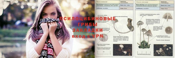 амф Гусев